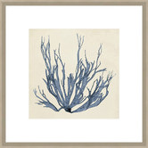 Spyglass Gallery Coastal Seaweed I Framed Print