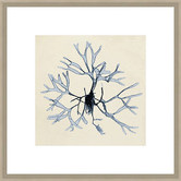 Spyglass Gallery Coastal Seaweed II Framed Print