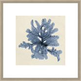 Spyglass Gallery Coastal Seaweed IV Framed Print