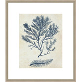 Spyglass Gallery Indigo Blue Seaweed 2c Framed Print