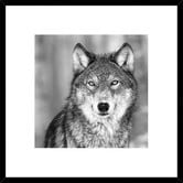 Spyglass Gallery Wolf Framed Print
