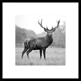 Spyglass Gallery Proud Deer Framed Print