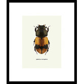 Spyglass Gallery Beetle Orange Framed Print