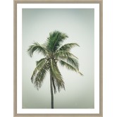 Spyglass Gallery Coconut Palm Tree IV Framed Print