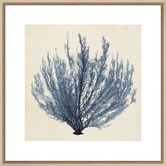 Spyglass Gallery Coastal Seaweed III Framed Print