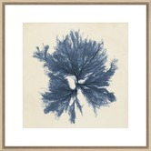 Spyglass Gallery Coastal Seaweed V Framed Print
