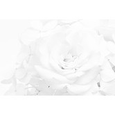 Galerie Art Co White Rose Art Print on Canvas