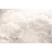 Galerie Art Co Peony Art Print on Canvas