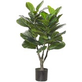 The Home Collective 90 cm Fiddle Plant