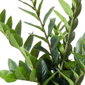 The Home Collective 60cm Potted Faux Zanzibar Gem Plant