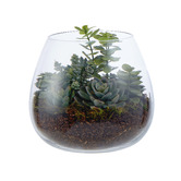 The Home Collective 21cm Faux Mixed Succulent with Glass Bowl