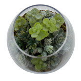 The Home Collective 21cm Faux Mixed Succulent with Glass Bowl