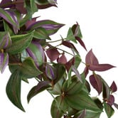 The Home Collective 109cm Faux Hanging Wandering Jew Bush