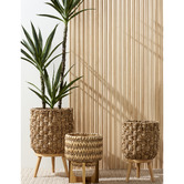 The Home Collective 155cm Potted Faux Dracaena Tree