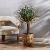 The Home Collective 110cm Potted Faux Grass Tree