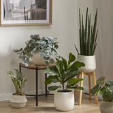 The Home Collective Cooper Ceramic Planter with Rubber Wood Stand