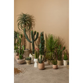 The Home Collective Elijah Ceramic Tub Pot