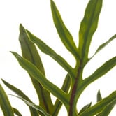 The Home Collective 39cm Potted Faux Blue Star Fern Plant