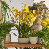 The Home Collective 66cm Yellow Potted Faux Dancing Orchid