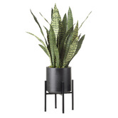 The Home Collective 75cm Potted Sansevieria Plant with Stand