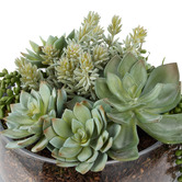 The Home Collective 34cm Faux Mixed Succulent with Glass Bowl