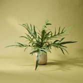 The Home Collective 39cm Potted Faux Blue Star Fern Plant