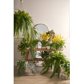 The Home Collective 39cm Potted Faux Blue Star Fern Plant
