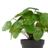 The Home Collective 25cm Potted Faux Pilea