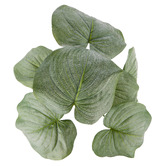 The Home Collective 57cm Faux Hosta with Vase