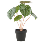 The Home Collective 40cm Potted Matuda Anthurium