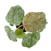 The Home Collective 40cm Potted Matuda Anthurium