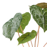 The Home Collective 40cm Potted Matuda Anthurium