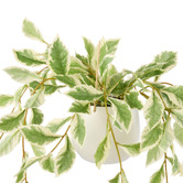 The Home Collective 36cm Potted Faux Hanging Ficus