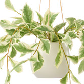 The Home Collective 36cm Potted Faux Hanging Ficus