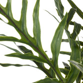 The Home Collective 81cm Potted Faux Blue Star Fern