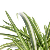 The Home Collective 60cm Potted Faux Spider Plant