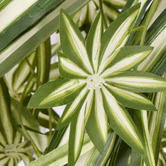 The Home Collective 60cm Potted Faux Spider Plant