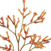 The Home Collective 77cm Orange Faux Kangaroo Paw Spray
