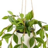 The Home Collective 36cm Potted Faux Hanging Lush Leaf