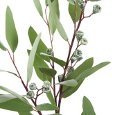 The Home Collective 74cm Faux Eucalyptus Gumnut Spray