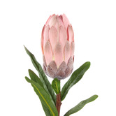 The Home Collective 61cm Pink Faux Protea Stem