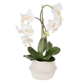 The Home Collective 67cm White Potted Faux Phalaenopsis Orchid