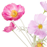 The Home Collective 24cm Pink Faux Poppy &amp; Cosmos Arrangement with Glass Vase