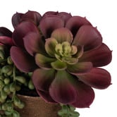 The Home Collective 18cm Potted Faux Echeveria Succulent