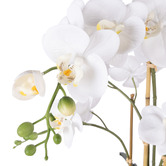 The Home Collective 61cm Potted Faux Phalaenopsis Orchid