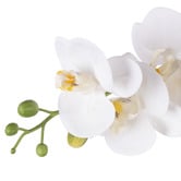 The Home Collective 56cm Potted Faux Phalaenopsis Orchid