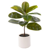 The Home Collective 66cm Potted Faux Rubber Tree