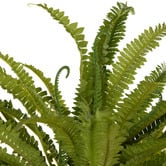 The Home Collective 90cm Faux Boston Wall Fern