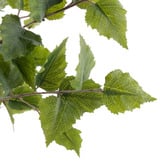 The Home Collective 154cm Potted Faux Silver Birch Tree
