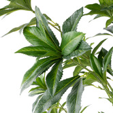 The Home Collective 180cm Potted Faux Japonica Tree